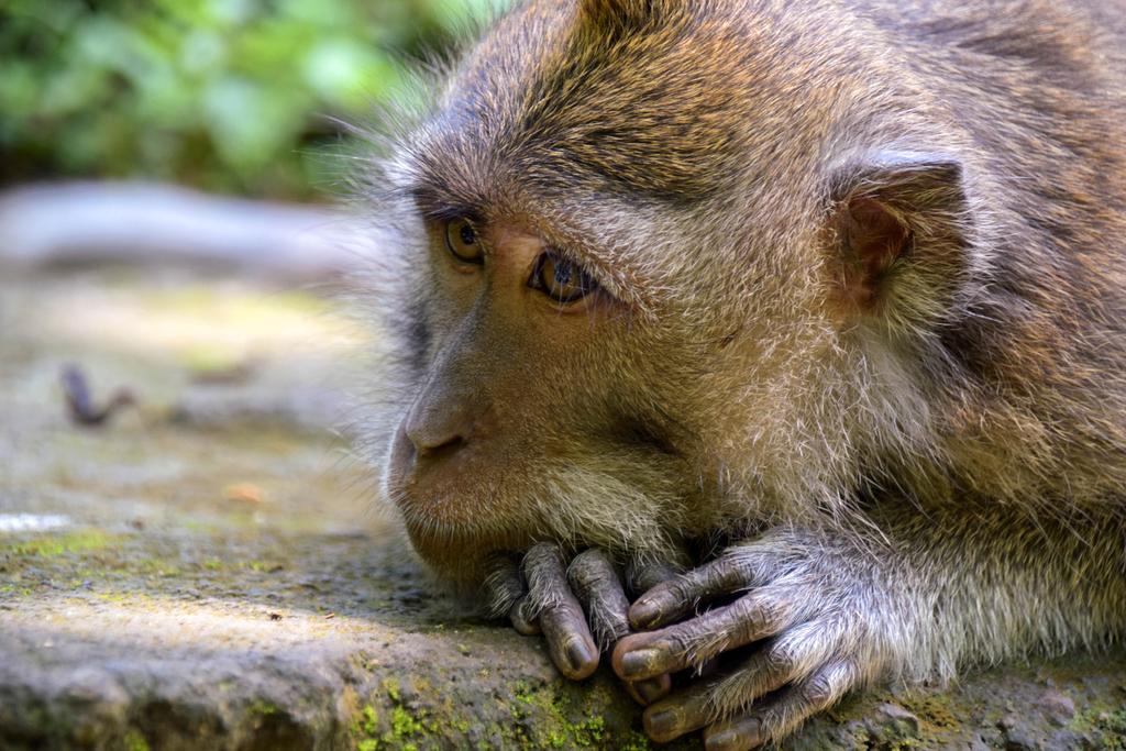 Rahayu Suites Monkey Forest Ubud Εξωτερικό φωτογραφία